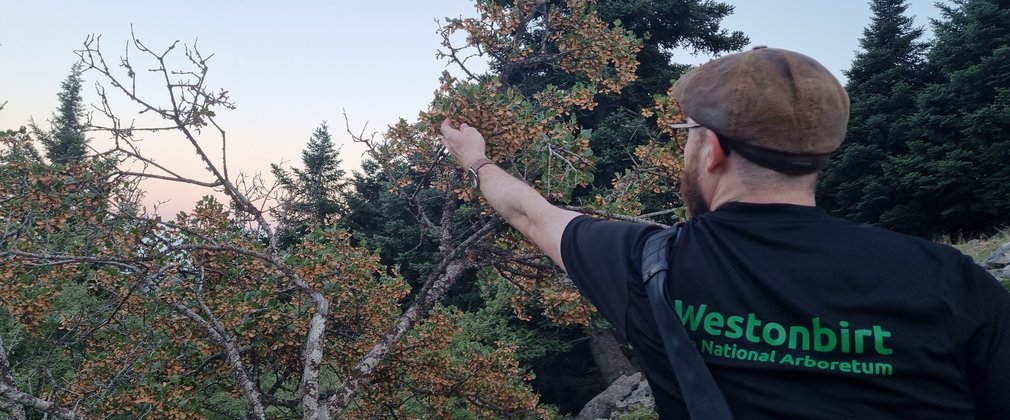 man points to tree on Greek hillside 