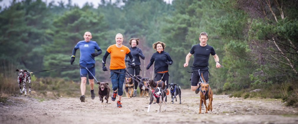 Five people with eight dogs attached by leads running through the forest.