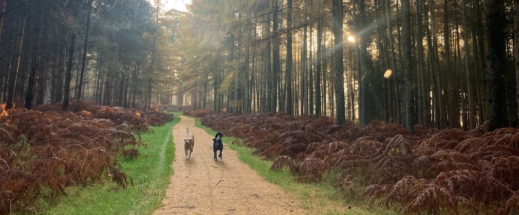 Dogs on trail Autumn