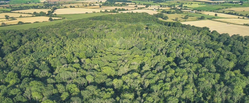 Photo is an area view of Silk Wood at Westonbirt, looking down at the lush green canopy of the ash woodlands.