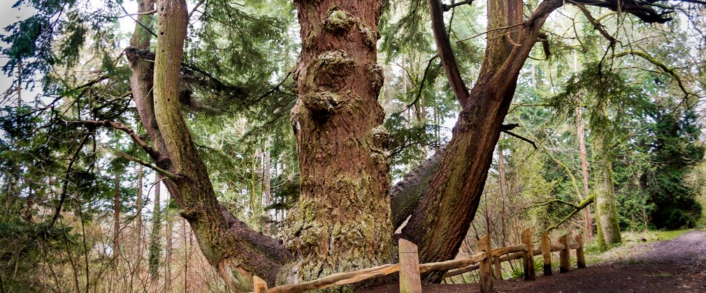 Eggesford douglas fir