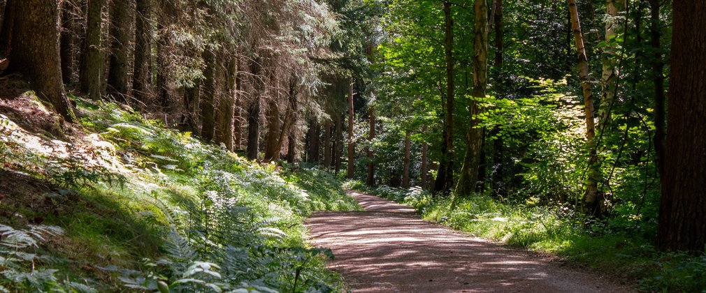 A trail running through a mixed forest
