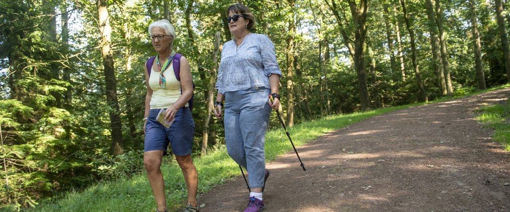 Two walkers on a forest trail