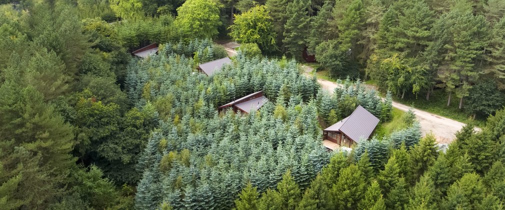 Aerial view of four cabin roofs nestled amongst trees in the forest.