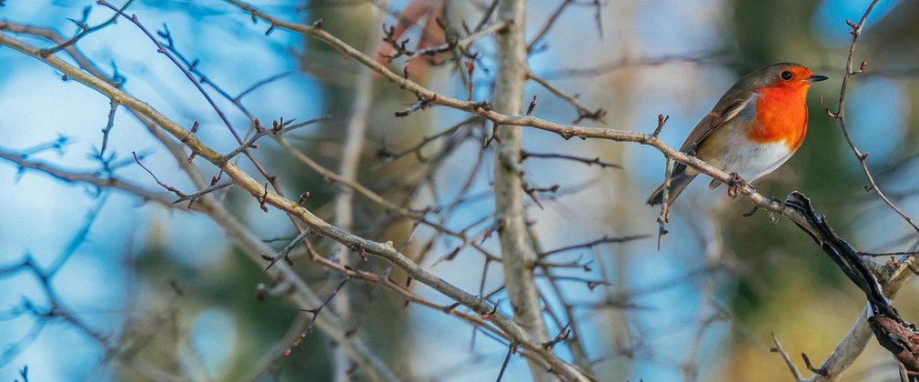 Close-up of a robin perched among bare winter twigs, with a wintery blue sky seen through the trees