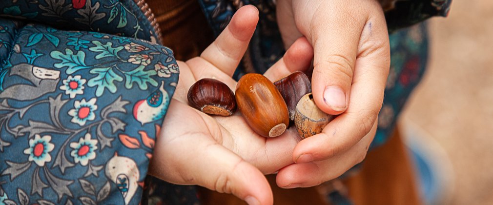 close up of child's hands holding acorns and chestnuts