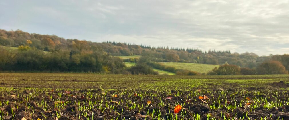 Muddy field with grass seedlings growing and hills and trees on the horizon.