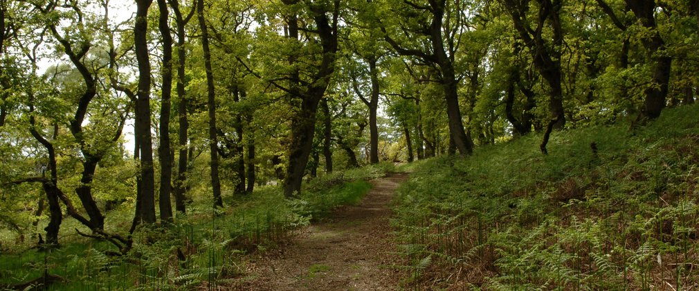 Narrow walking path through ancient woodland