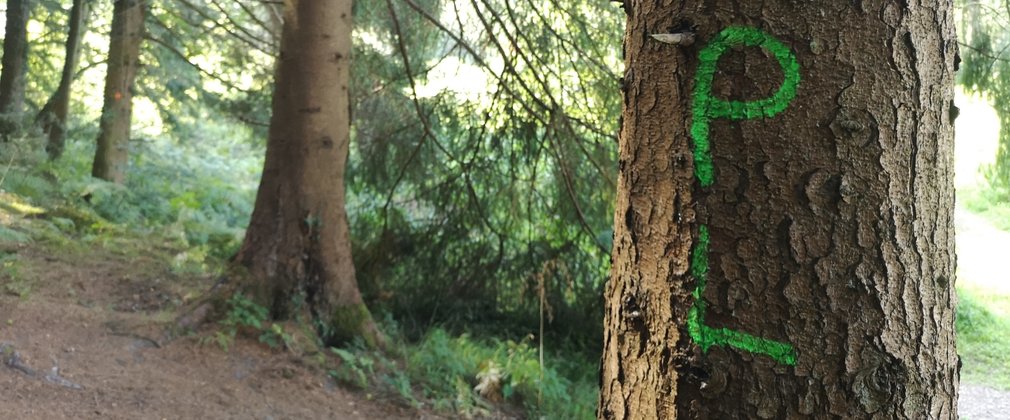 Close up of a tree in a woodland, with PL sprayed in bright green paint
