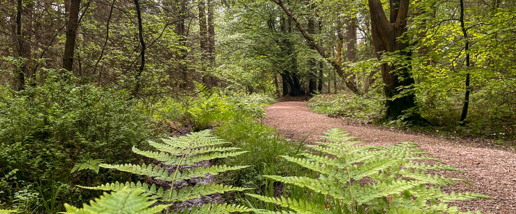 A trail weaving through the forest with bracken in the foreground.