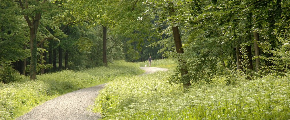 Walk in the forest