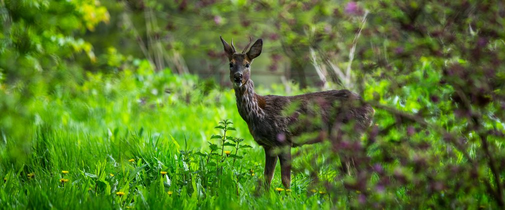 A roe deer stands in a grassy ride looking towards the camera.