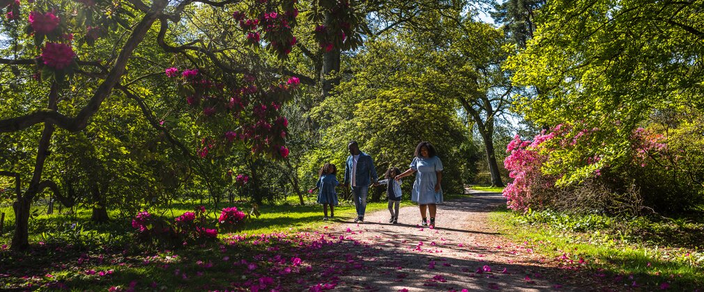 A family walk along a path with pink blooms surrounding them.