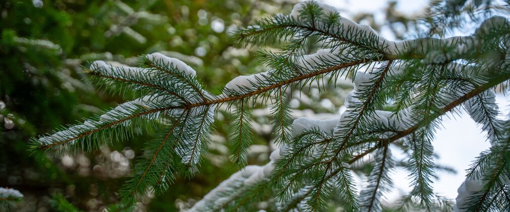 A pine tree branch topped with snow.
