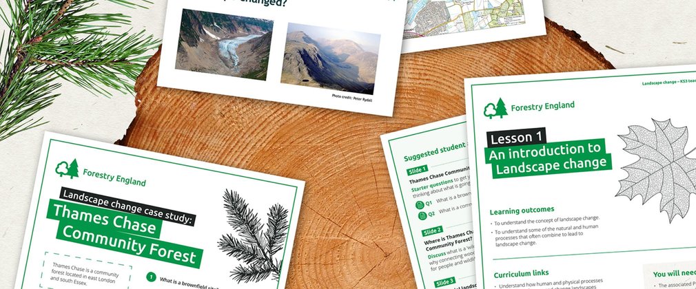 Graphic designed banner with digital illustrations of a log slice and pine tree branch with example worksheets
