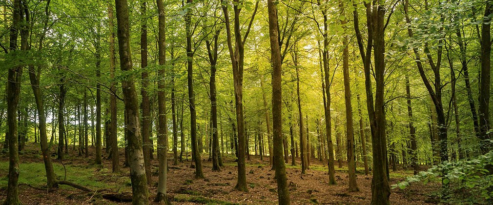 Beat the heat in the cooling shade of the nation’s forests | Forestry ...