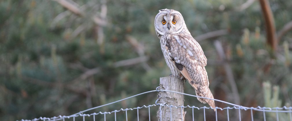 Long eared owl perched on a fence post with coniferous forest in the background