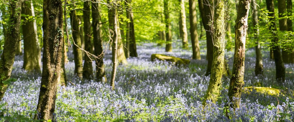 Woodland trees and bluebells in flower.