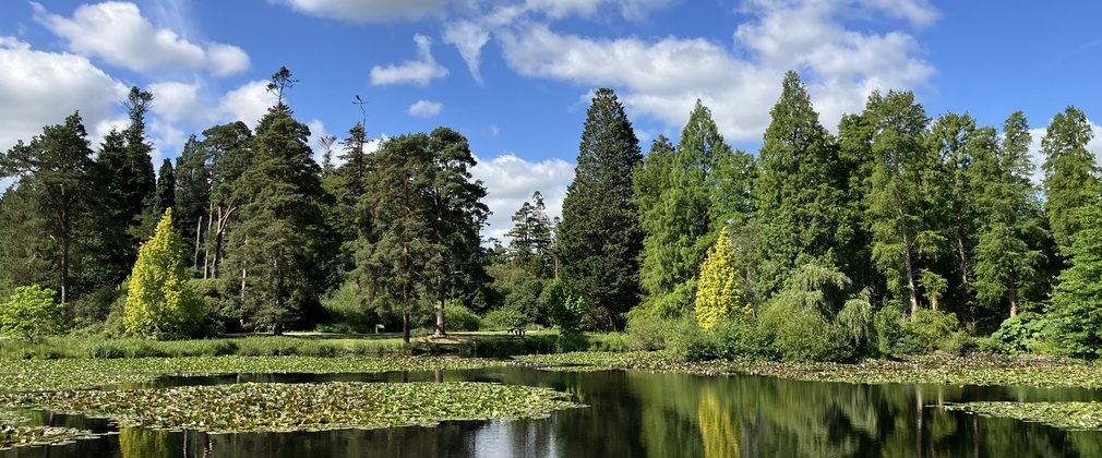 A view across the water to towering conifers and blue sky
