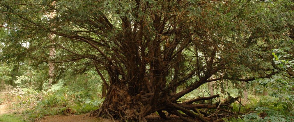 Ancient yew tree with multiple trunks and sprawling branches in a woodland setting.