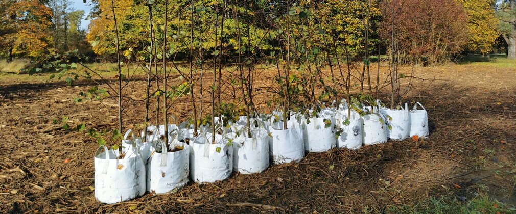 Sapling trees in white bags ready to be planted