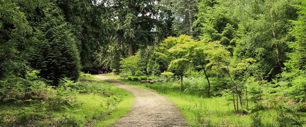 Path leading through the forest