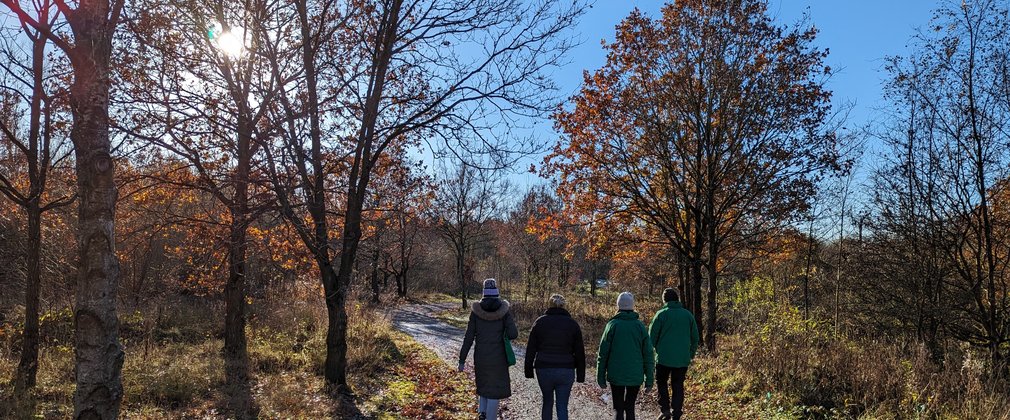Four people walking in the woods under the winter sun