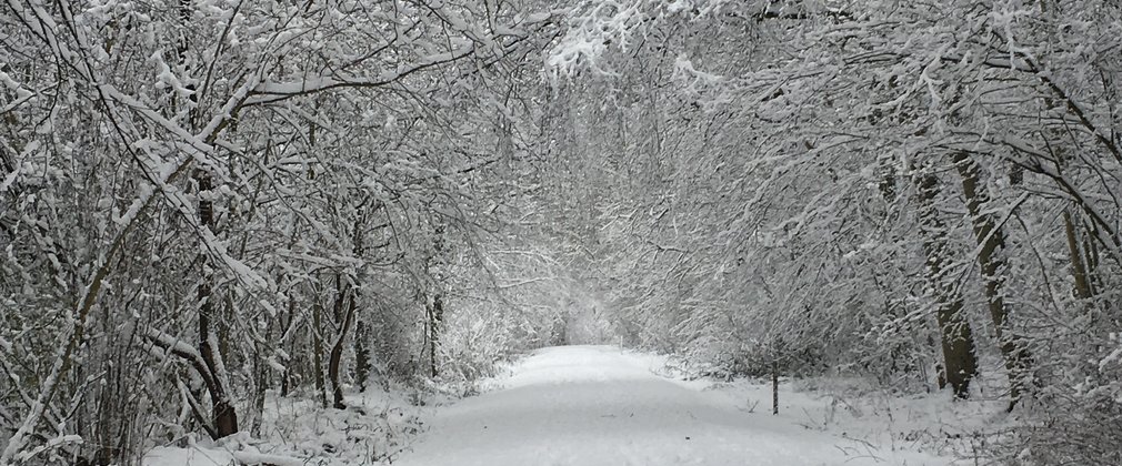 A snowy treelined path at Salcey Forest