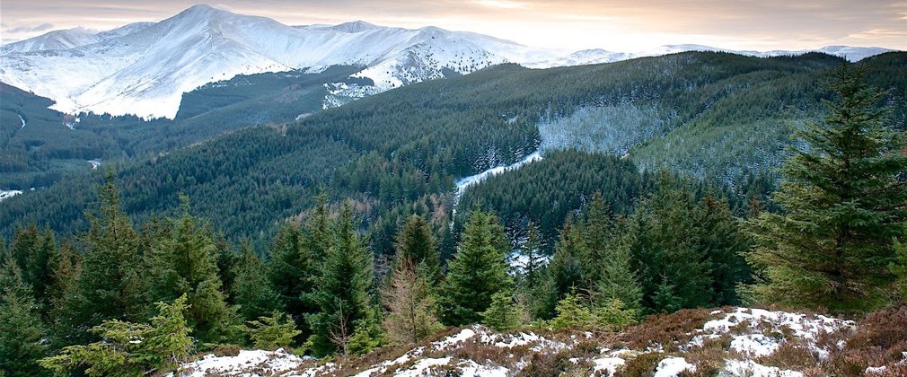 View across Whinlatter forest, mountains in the background and conifers in the foreground