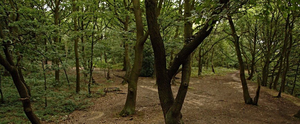 Bare earth pathways shown between broadleaf trees in a woodland