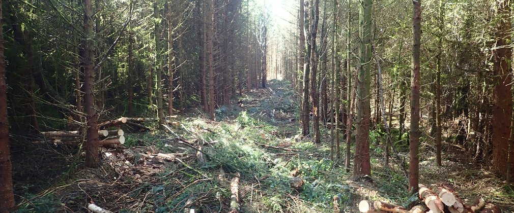 Trees that have been felled as part of the thinning process