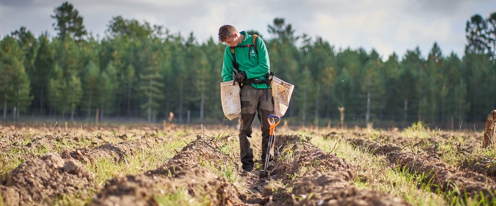 Man holding bags containing saplings planting in the forest