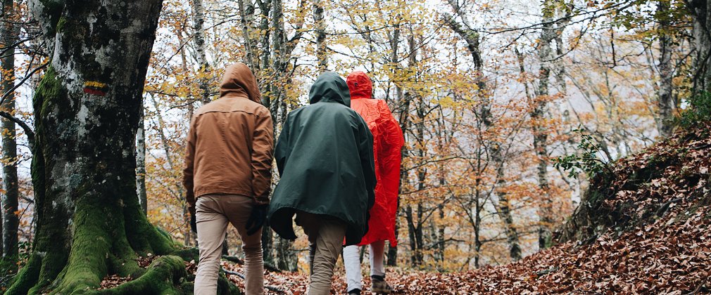 Three people walking through woodlands