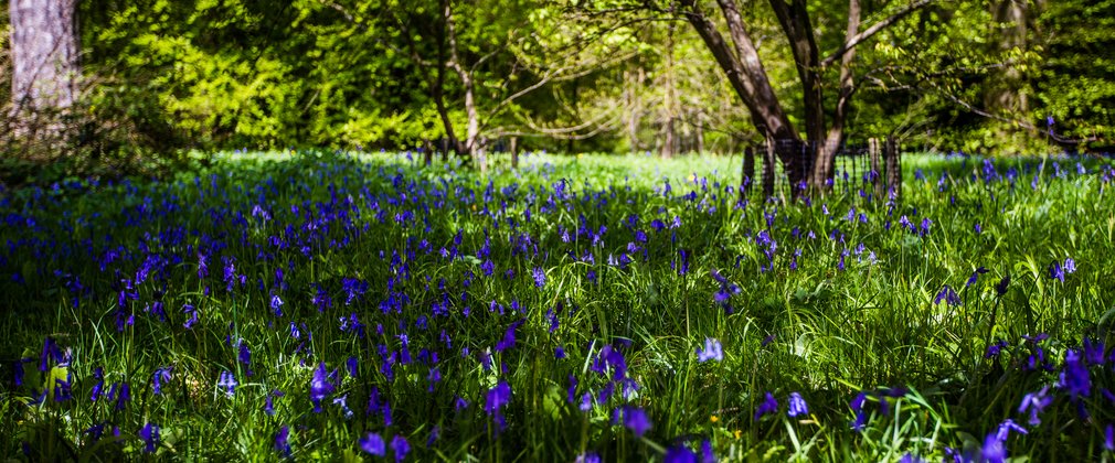 Bluebells