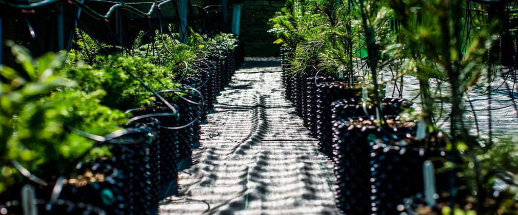 Two parallel rows of young trees in rubber pots with a walkway in between