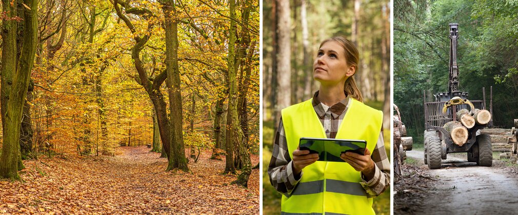 Three images of an autumn tree landscape, a lady in a high vis jacket looking up at trees and a tractor carrying large logs