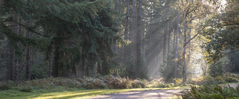 A scenic road winding through a forest, with sunlight filtering through the trees, creating a dappled pattern on the ground.