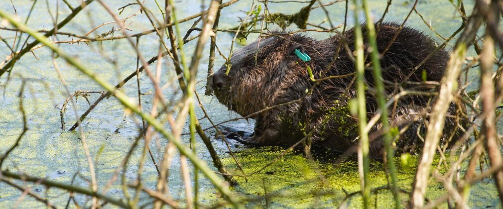 Close-up of a beaver in water, surrounded by the twig of plants and trees.