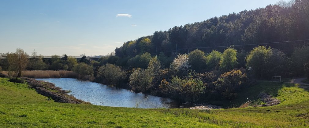 A pond surrounded by some tall trees on a very sunny day