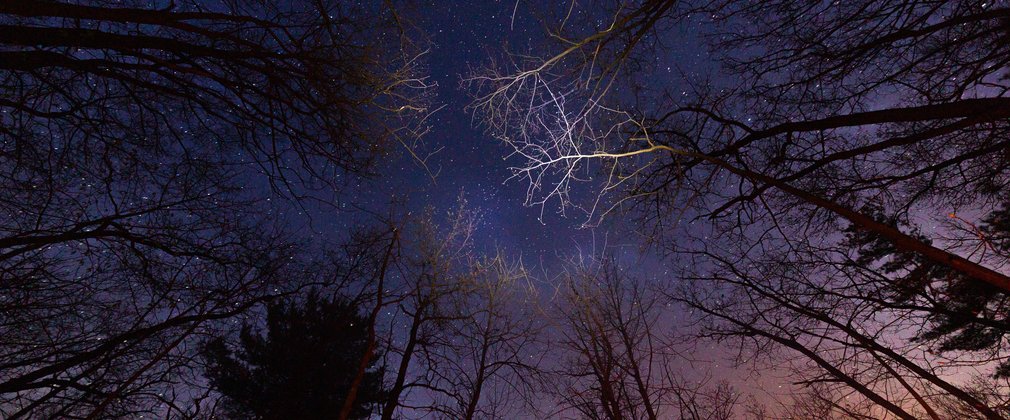 Forest at night