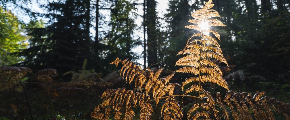 Golden ferns highlight by autumn sunlight in the forest.