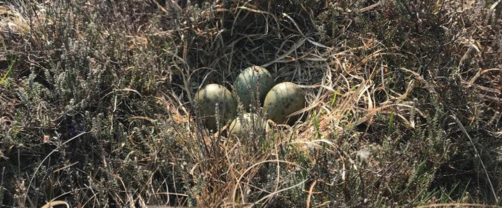 Four curlew eggs in a nest on the ground