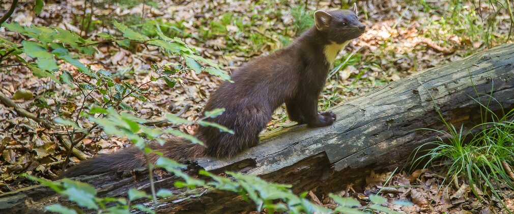 Pine marten standing on a log