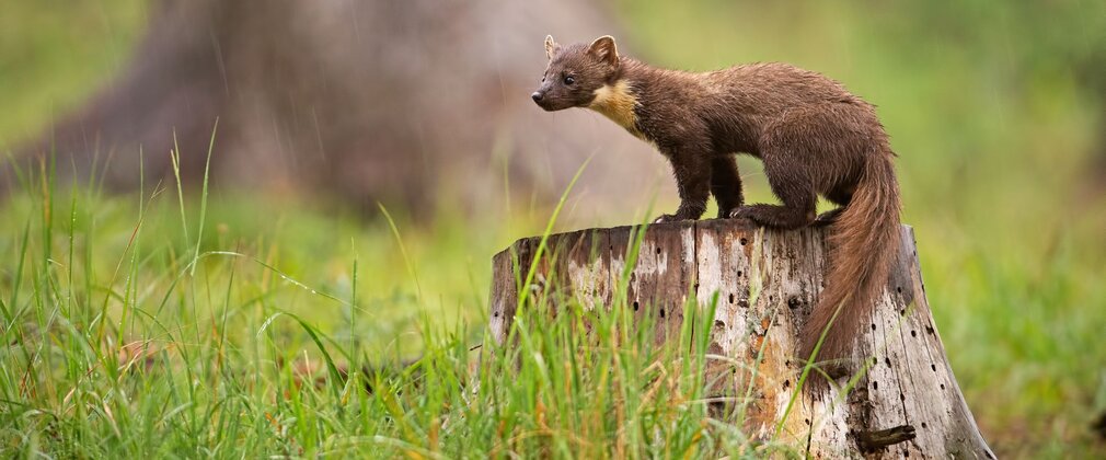 A pine marten standing on a tree stump.