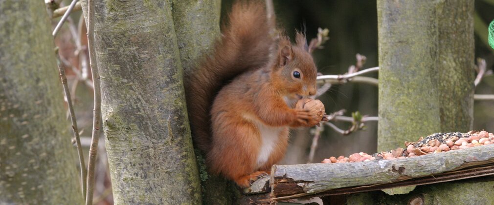 Close-up of a red squirrel sitting in a tree, holding a nut.