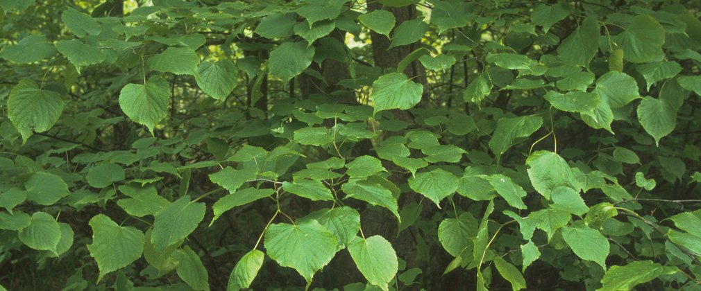 Small-leaved lime coppice