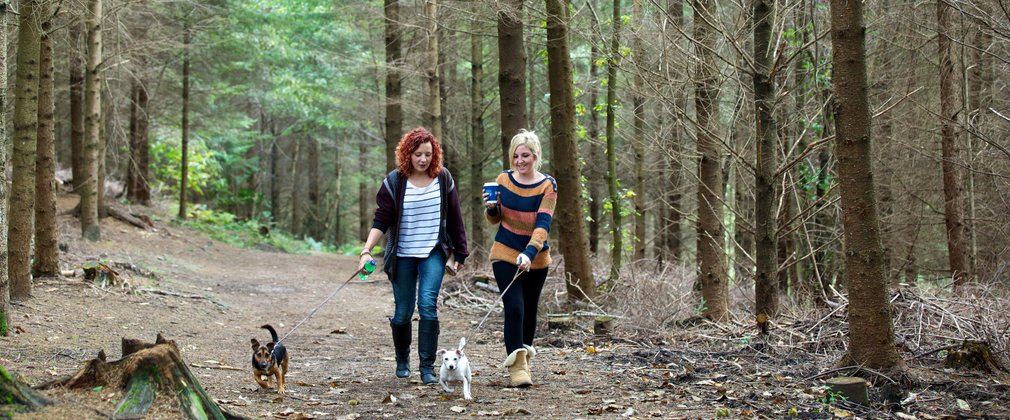 Two women with their dogs walking through a conifer forest
