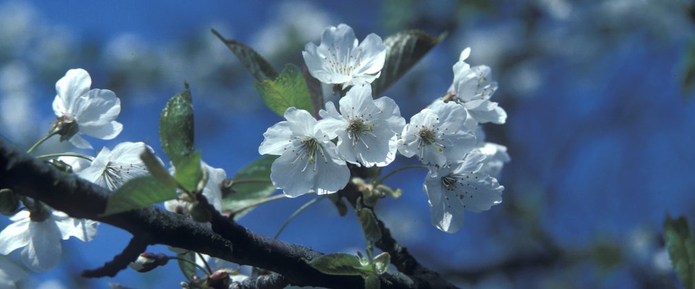 Close-up of the white flowers on a wild cherry branch, against a blue sky.