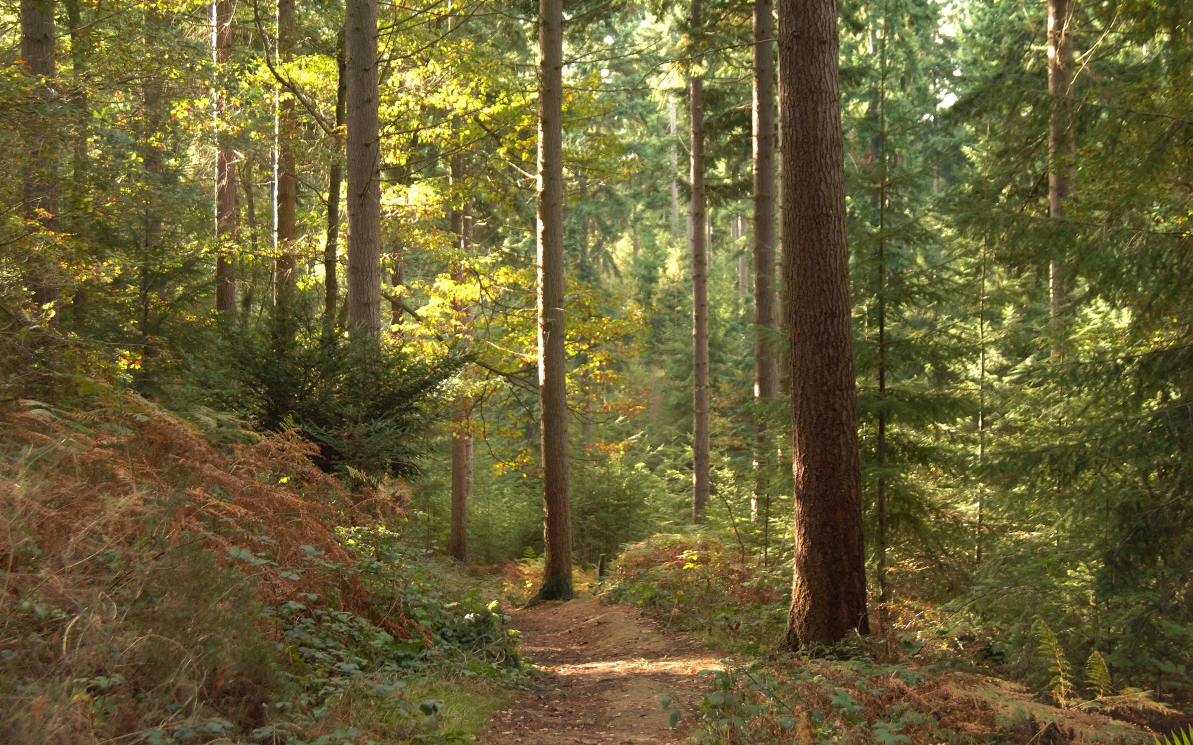 stainburn mtb