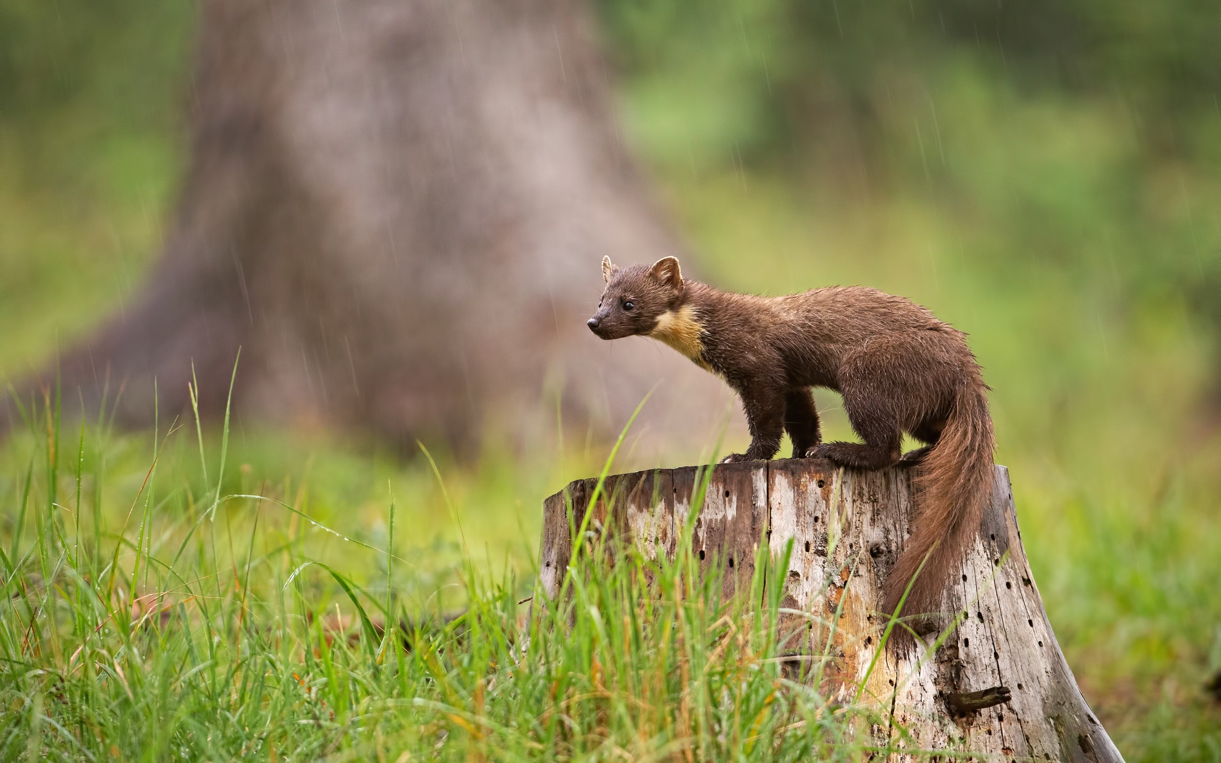 Pine marten best sale north america